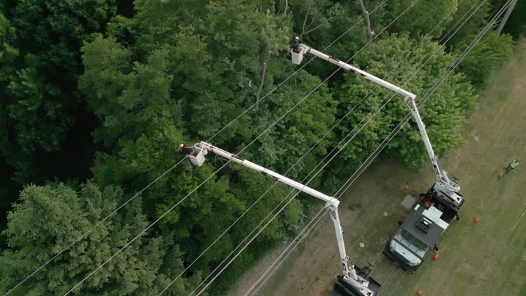 How Our Tree Care Process Works  in  White Oak, MS